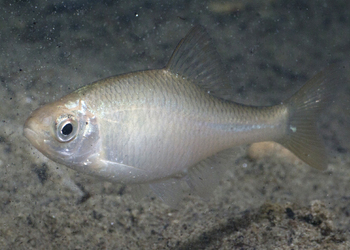 Bitterling (Rhodeus amarus) - © Gernot Kunz